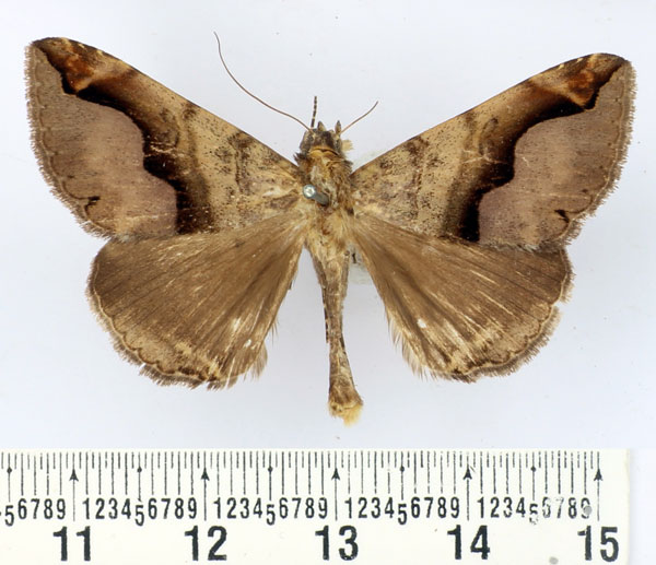 /filer/webapps/moths/media/images/G/goniophora_Bastilla_AM_BMNH.jpg