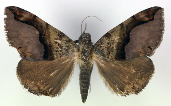 /filer/webapps/moths/media/images/G/goniophora_Bastilla_AM_RMCA.jpg