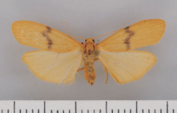 /filer/webapps/moths/media/images/G/goniophora_Campter_AF_TMSA.jpg