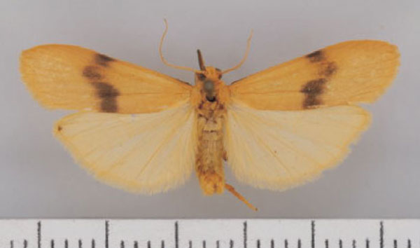 /filer/webapps/moths/media/images/G/goniophora_Campter_AM_TMSA.jpg