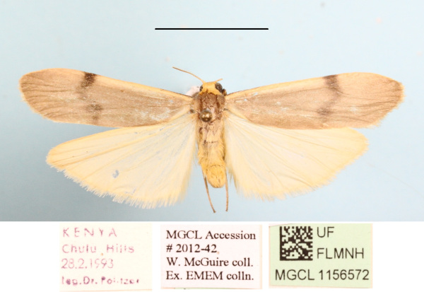 /filer/webapps/moths/media/images/G/goniophoroides_Asythosia_A_MGCLa_02.JPG