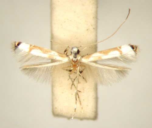 /filer/webapps/moths/media/images/G/goniosema_Corethrovalva_HT_TMSA6260.jpg