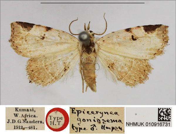 /filer/webapps/moths/media/images/G/goniosema_Epicerynea_HT_NHMUK.jpg