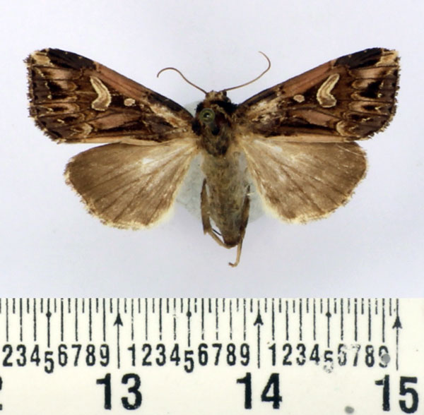 /filer/webapps/moths/media/images/G/goniosema_Odontestra_AM_BMNH.jpg