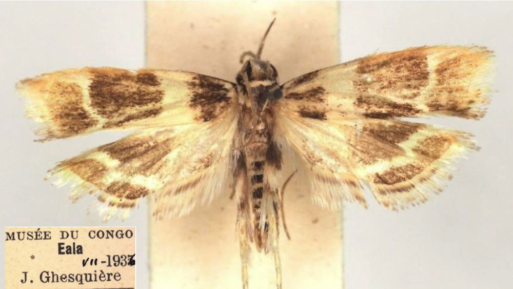 /filer/webapps/moths/media/images/G/goniotes_Dragmatucha_HT_RMCA.jpg
