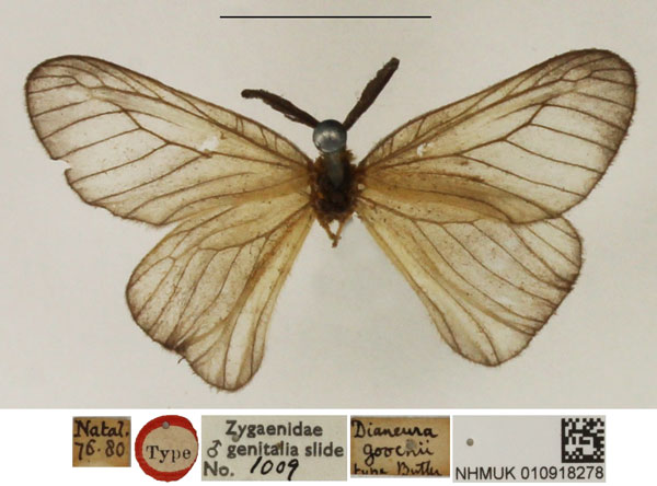 /filer/webapps/moths/media/images/G/goochii_Dianeura_HT_NHMUK.jpg