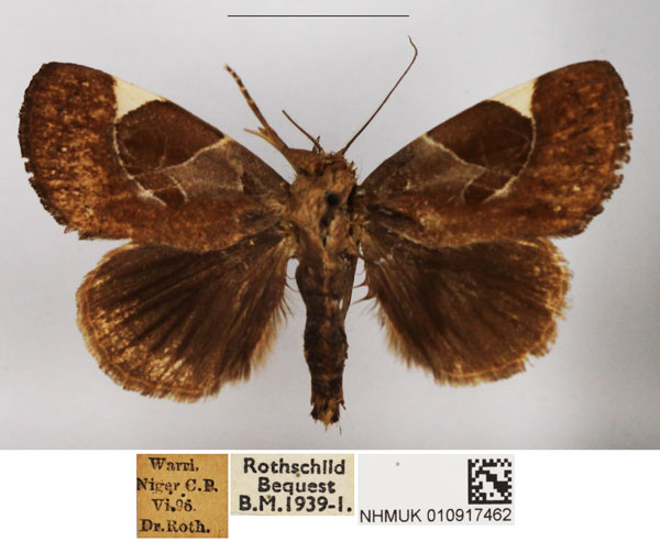 /filer/webapps/moths/media/images/G/goodi_Westermannia_AM_NHMUK_01.jpg