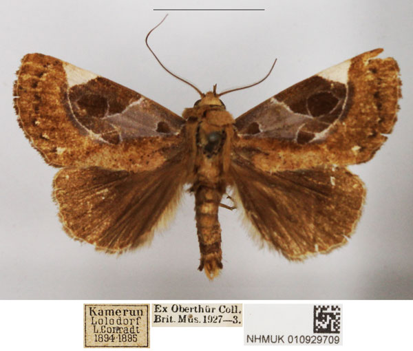 /filer/webapps/moths/media/images/G/goodi_Westermannia_AM_NHMUK_02.jpg