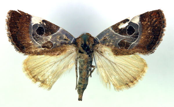 /filer/webapps/moths/media/images/G/goodi_Westermannia_A_RMCA.jpg