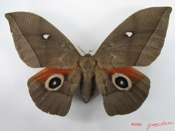 /filer/webapps/moths/media/images/G/goodii_Lobobunaea_AF_Albert.jpg