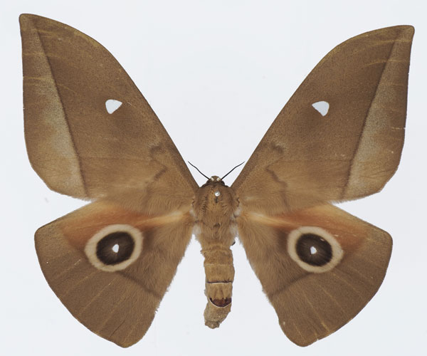 /filer/webapps/moths/media/images/G/goodii_Lobobunaea_AF_Basquina.jpg