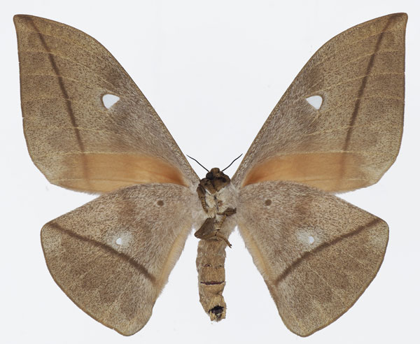 /filer/webapps/moths/media/images/G/goodii_Lobobunaea_AF_Basquinb.jpg