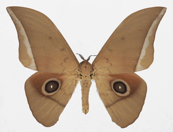 /filer/webapps/moths/media/images/G/goodii_Lobobunaea_AM_Basquina.jpg