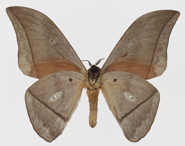 /filer/webapps/moths/media/images/G/goodii_Lobobunaea_AM_Basquinb.jpg