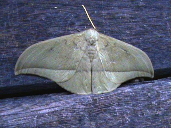 /filer/webapps/moths/media/images/G/goodii_Lobobunaea_A_Guyonnet.jpg