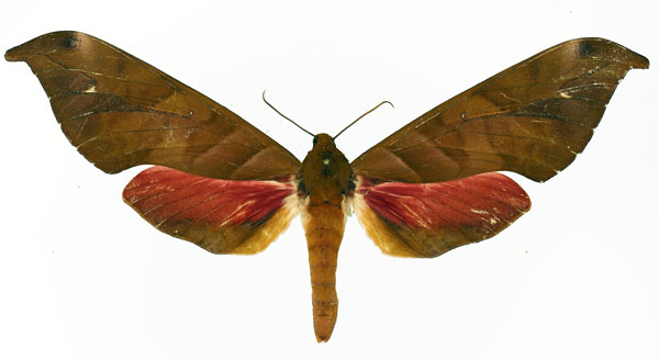 /filer/webapps/moths/media/images/G/goodii_Phylloxiphia_AF_Basquin_01.jpg