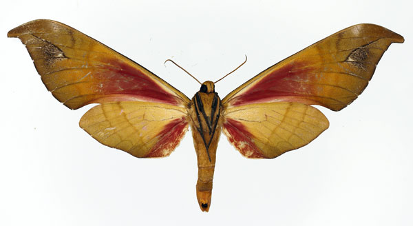 /filer/webapps/moths/media/images/G/goodii_Phylloxiphia_AF_Basquin_02.jpg