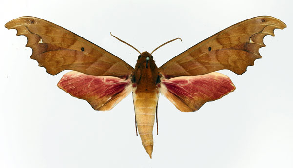 /filer/webapps/moths/media/images/G/goodii_Phylloxiphia_AM_Basquin_01a.jpg
