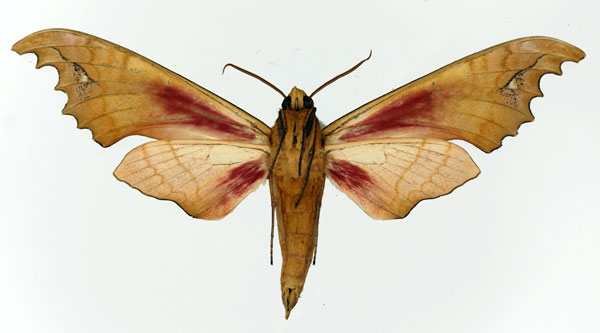 /filer/webapps/moths/media/images/G/goodii_Phylloxiphia_AM_Basquin_01b.jpg