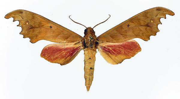 /filer/webapps/moths/media/images/G/goodii_Phylloxiphia_AM_Basquin_02.jpg