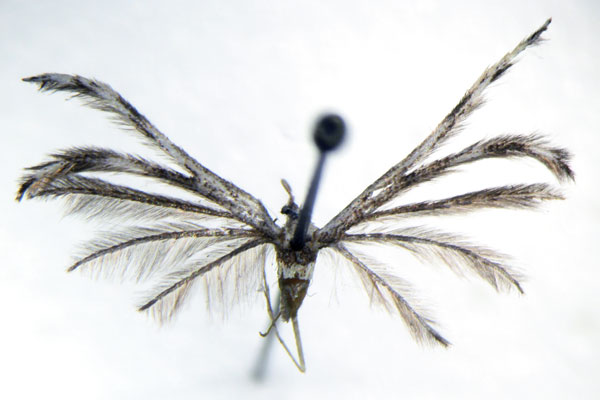 /filer/webapps/moths/media/images/G/gorbunovi_Cosmocloctis_HT_BMNH.jpg
