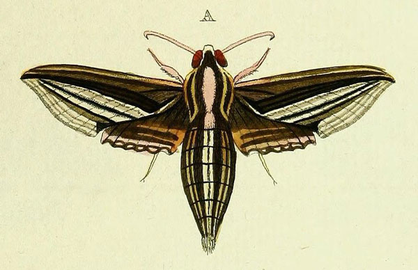 /filer/webapps/moths/media/images/G/gordius_Theretra_Cramer4_367_A.jpg