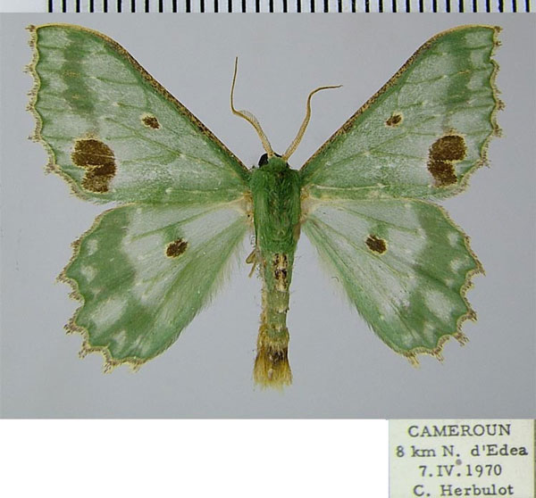 /filer/webapps/moths/media/images/G/gordoni_Victoria_AM_ZSM_01.jpg