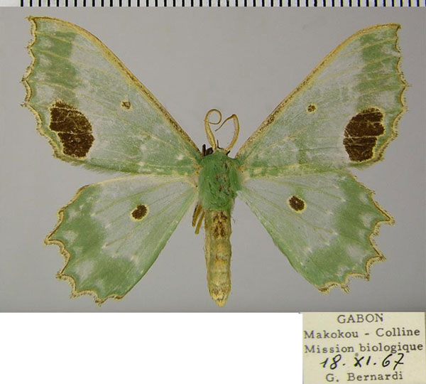 /filer/webapps/moths/media/images/G/gordoni_Victoria_AM_ZSM_02.jpg