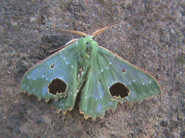 /filer/webapps/moths/media/images/G/gordoni_Victoria_A_Guyonnet.jpg