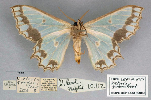 /filer/webapps/moths/media/images/G/gordoni_Victoria_HT_OUMNH_02.jpg