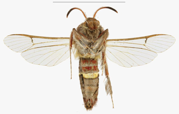 /filer/webapps/moths/media/images/G/gorongosus_Osmiasphex_HT_SMNSb.jpg