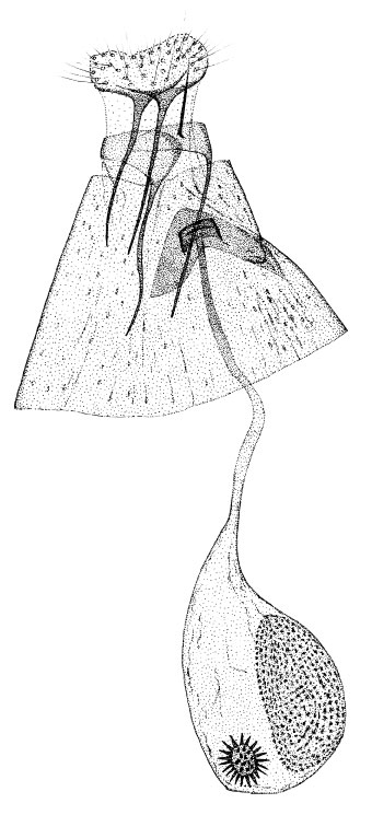 /filer/webapps/moths/media/images/G/gozmanyi_Phyllonorycter_GF_DePrinsDePrins_2007b_52.jpg