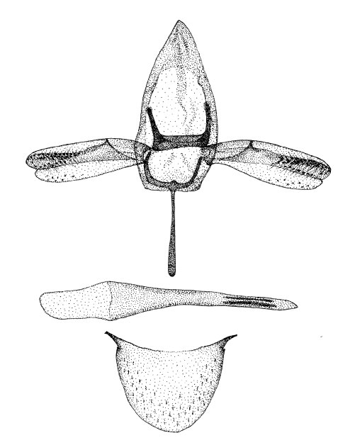/filer/webapps/moths/media/images/G/gozmanyi_Phyllonorycter_GM_DePrinsDePrins_2007b_50.jpg