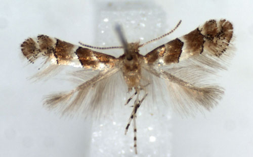 /filer/webapps/moths/media/images/G/gozmanyi_Phyllonorycter_HT_RMCAa.jpg