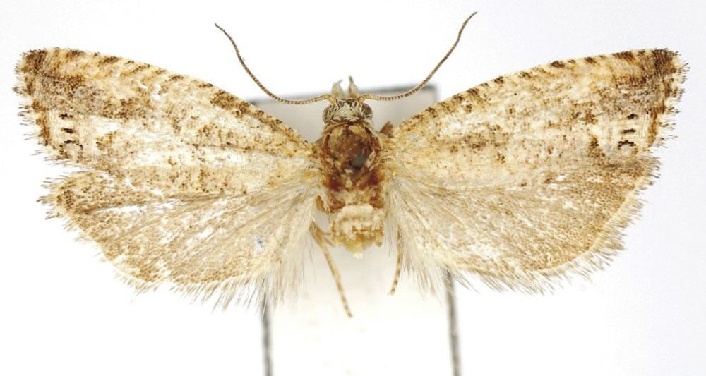 /filer/webapps/moths/media/images/G/gracilia_Thiodia_PTF_Bassi.jpg