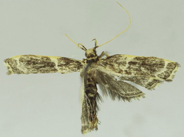 /filer/webapps/moths/media/images/G/gracilinea_Dragmatucha_HT_SDEI.jpg
