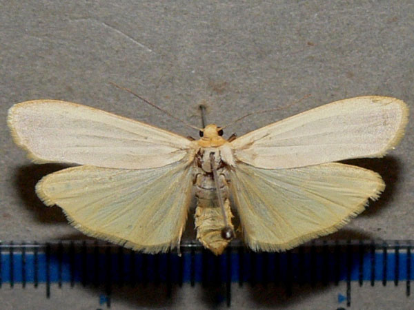 /filer/webapps/moths/media/images/G/gracilipennis_Eilema_A_Goff.jpg