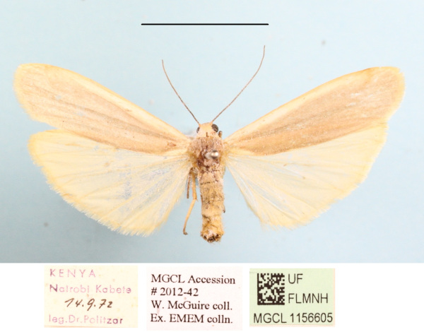 /filer/webapps/moths/media/images/G/gracilipennis_Lomilema_AM_MGCLa_01.JPG