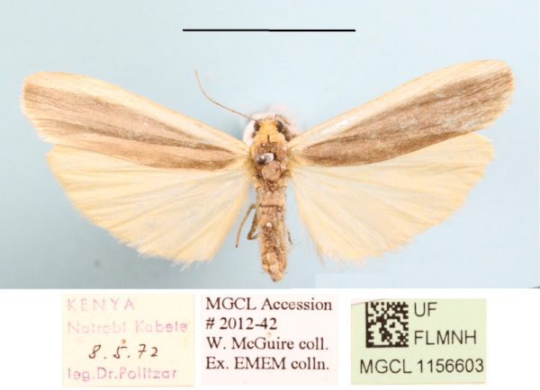 /filer/webapps/moths/media/images/G/gracilipennis_Lomilema_AM_MGCLa_02.JPG