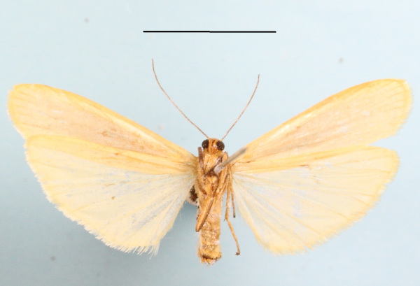 /filer/webapps/moths/media/images/G/gracilipennis_Lomilema_AM_MGCLb_01.JPG