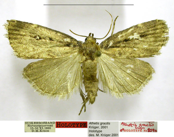 /filer/webapps/moths/media/images/G/gracilis_Athetis_HT_TMSA.jpg