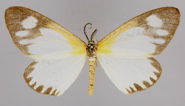 /filer/webapps/moths/media/images/G/gracilis_Cartaletis_A_ZSM_01.jpg