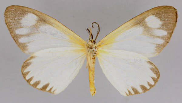 /filer/webapps/moths/media/images/G/gracilis_Cartaletis_A_ZSM_02.jpg