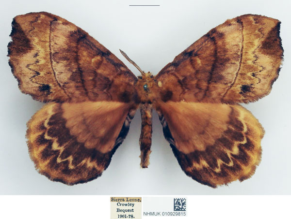 /filer/webapps/moths/media/images/G/gracilis_Gracilanja_AF_NHMUK.jpg