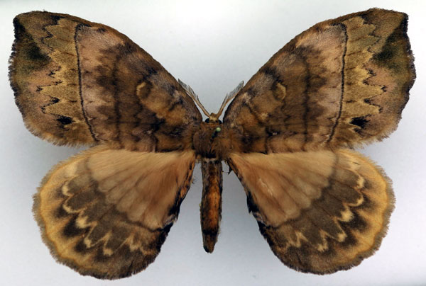 /filer/webapps/moths/media/images/G/gracilis_Gracilanja_AM_Basquin_01.jpg
