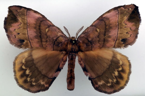 /filer/webapps/moths/media/images/G/gracilis_Gracilanja_AM_Basquin_02.jpg