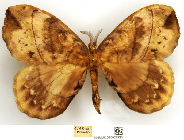 /filer/webapps/moths/media/images/G/gracilis_Gracilanja_AM_NHMUK.jpg