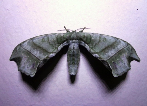 /filer/webapps/moths/media/images/G/gracilis_Gracilanja_A_Ajibade.JPG