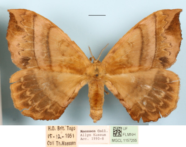 /filer/webapps/moths/media/images/G/gracilis_Gracilanja_A_MGCLa_01.JPG