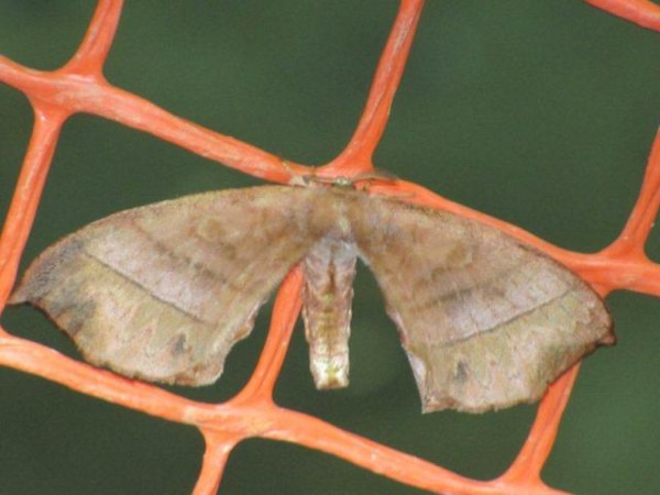 /filer/webapps/moths/media/images/G/gracilis_Gracilanja_A_Stanton.JPG